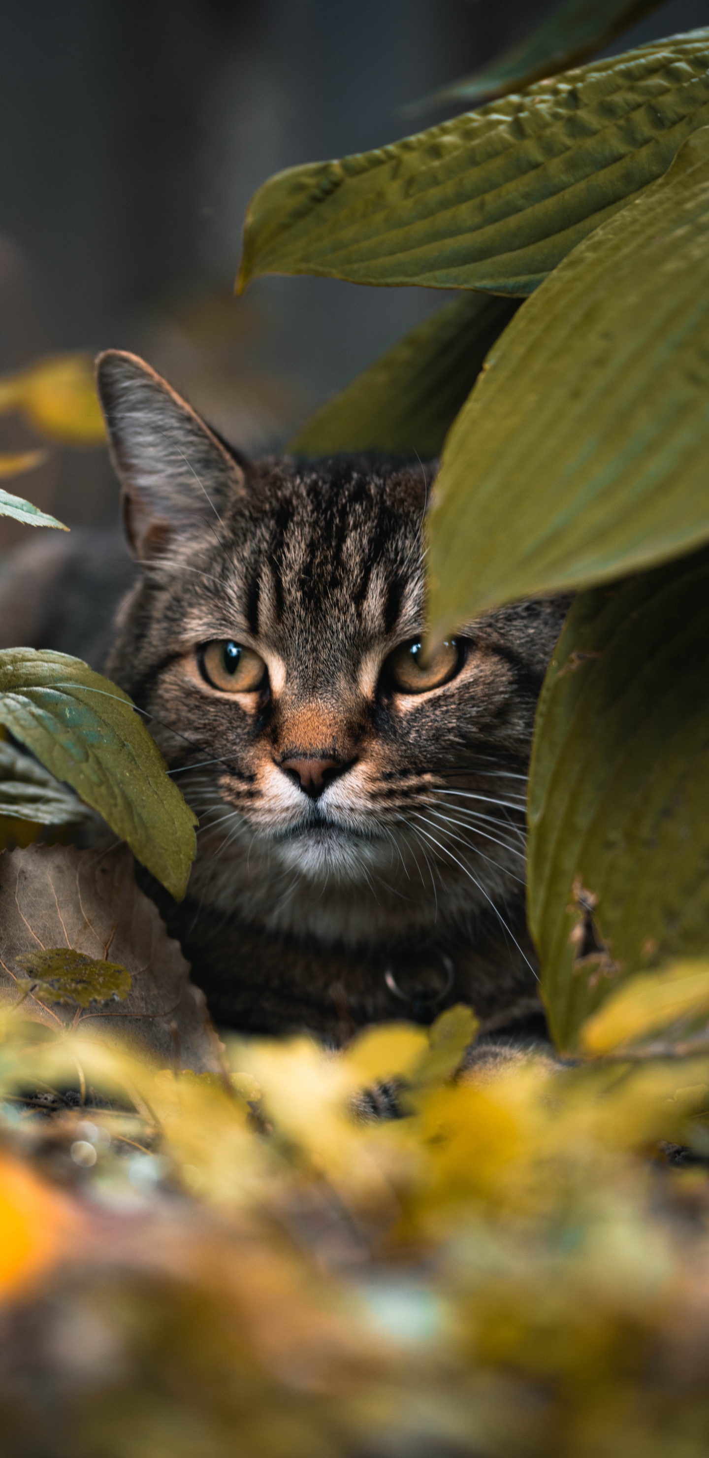 Braun Getigerte Katze Auf Grünen Blättern. Wallpaper in 1440x2960 Resolution