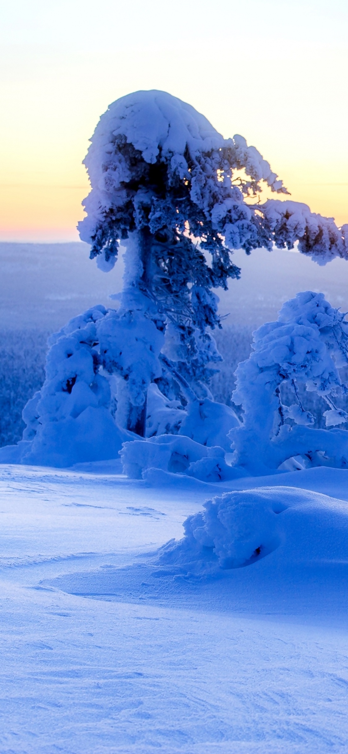 Schneebedeckte Bäume Auf Schneebedecktem Boden Tagsüber. Wallpaper in 1125x2436 Resolution