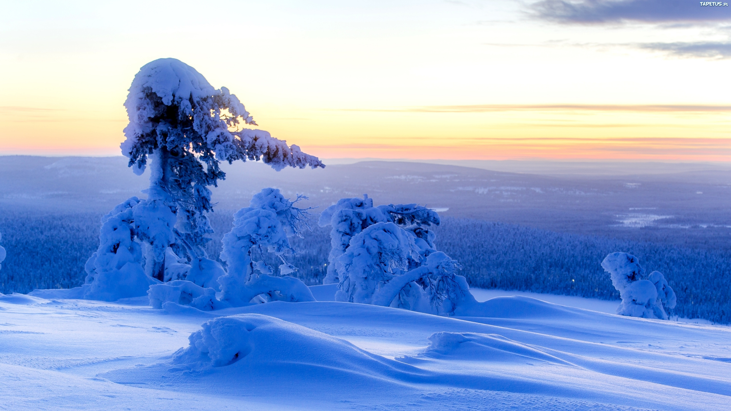 Snow Covered Trees on Snow Covered Ground During Daytime. Wallpaper in 2560x1440 Resolution