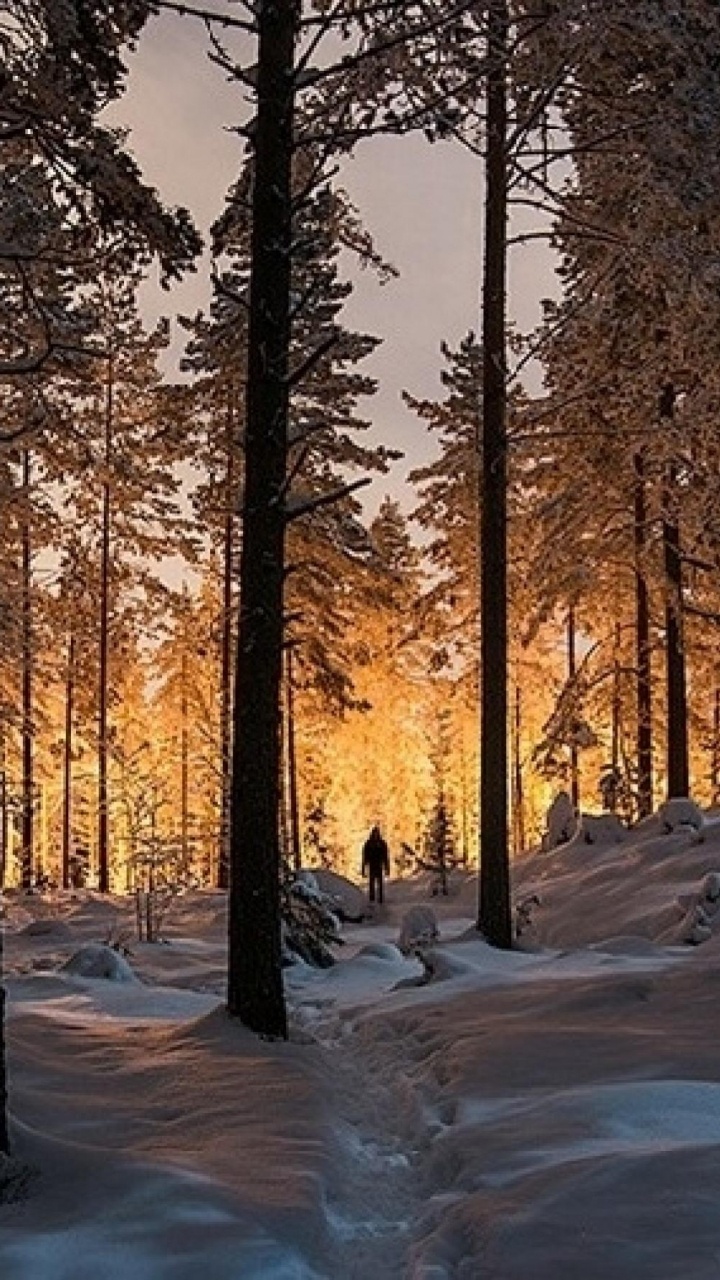 Brown Trees on Snow Covered Ground During Daytime. Wallpaper in 720x1280 Resolution