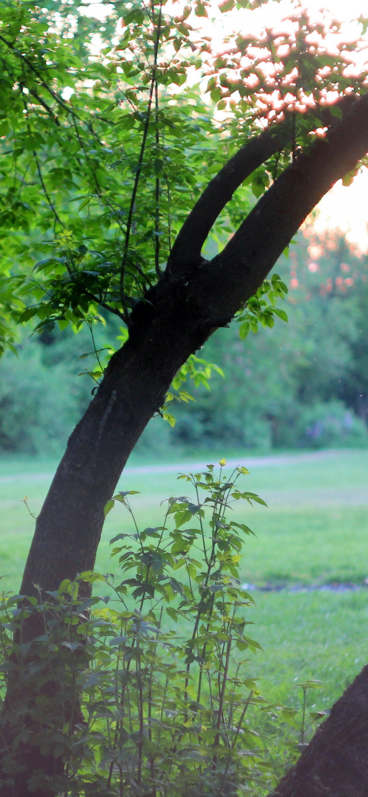Green Grass Field Near Lake During Daytime. Wallpaper in 1242x2688 Resolution