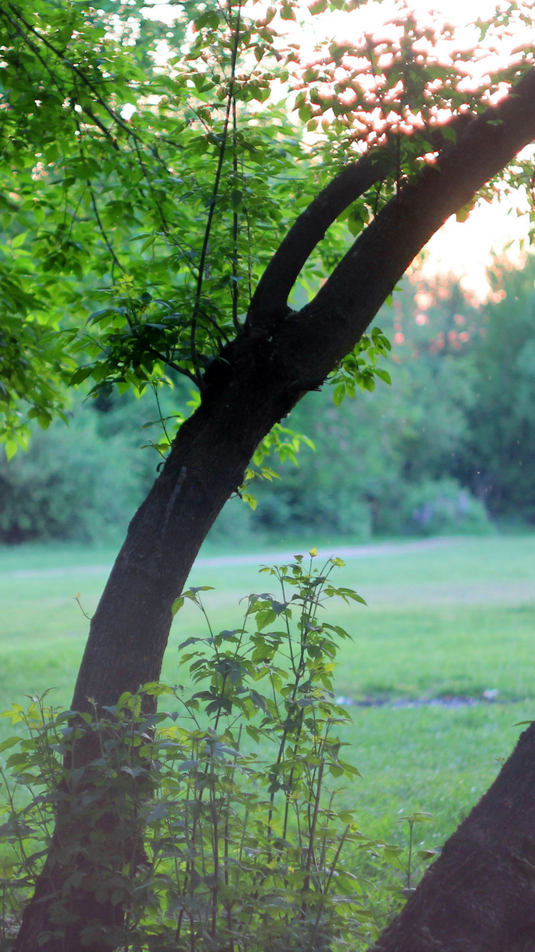 Green Grass Field Near Lake During Daytime. Wallpaper in 750x1334 Resolution