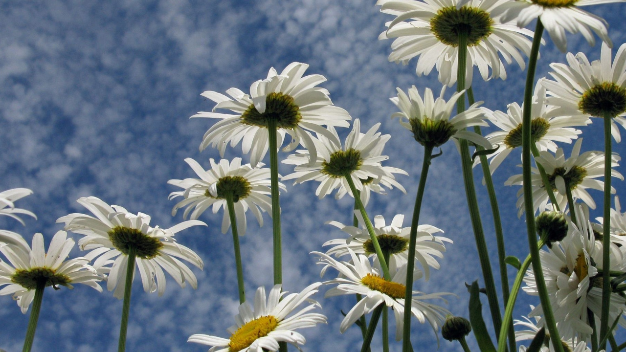 White Daisy Flowers in Bloom During Daytime. Wallpaper in 1280x720 Resolution