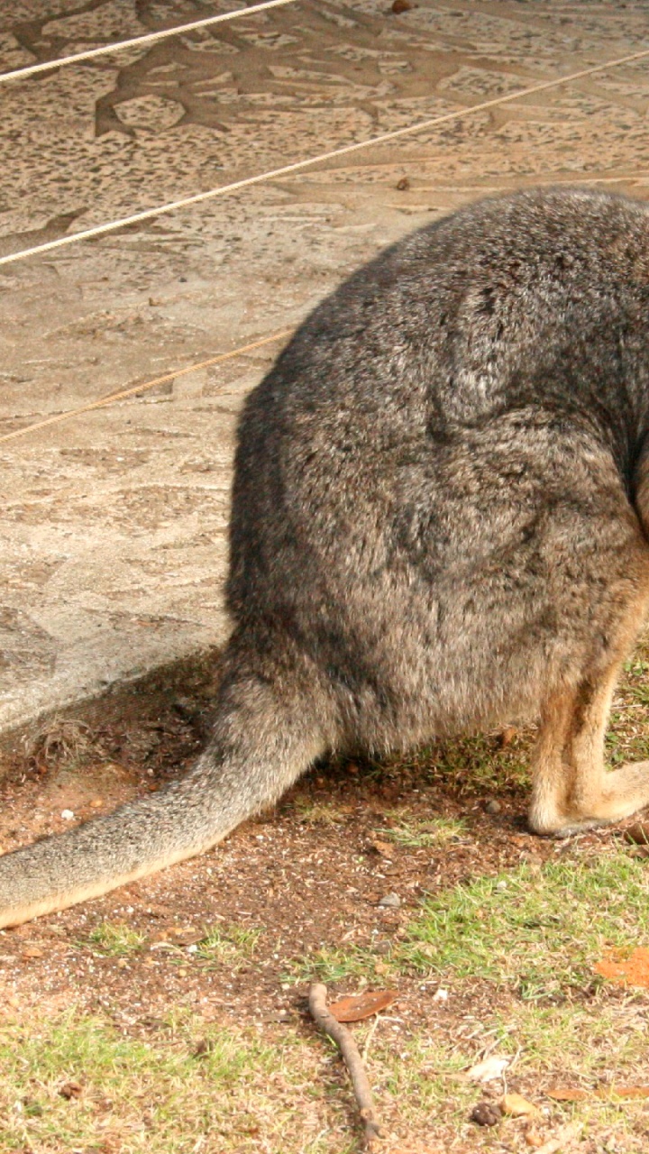 Wallaby, Canguro, Los Animales Terrestres, Marsupial, Fauna. Wallpaper in 720x1280 Resolution