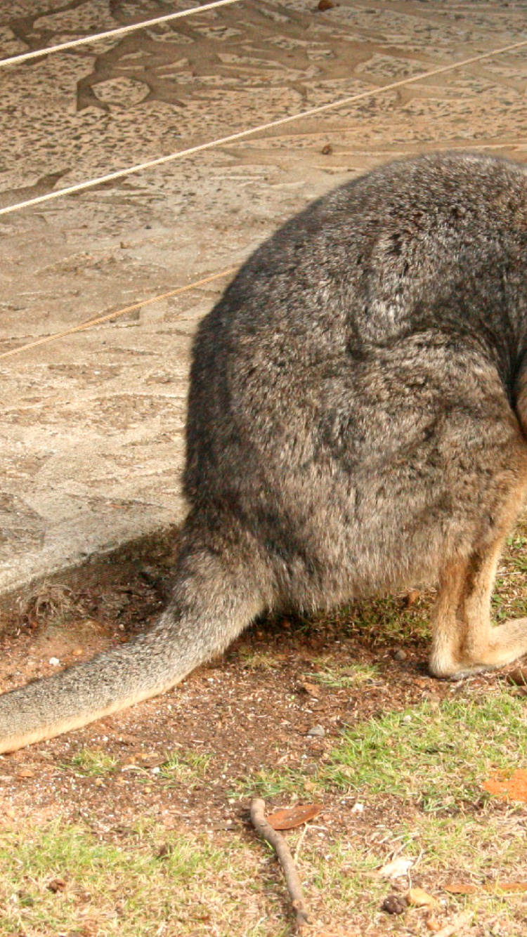 Wallaby, Kangourou, Pour Les Animaux Terrestres, Marsupial, Chien. Wallpaper in 750x1334 Resolution