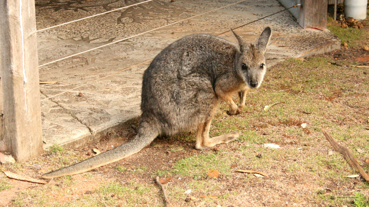 Wallaby, Kangaroo, Terrestrische Tier, Beuteltier, Tierwelt. Wallpaper in 1280x720 Resolution