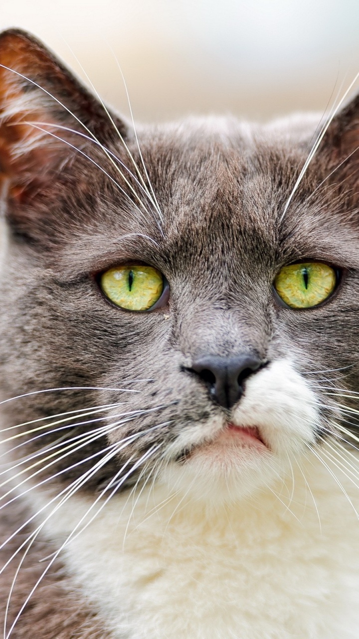 Black and White Cat in Close up Photography. Wallpaper in 720x1280 Resolution
