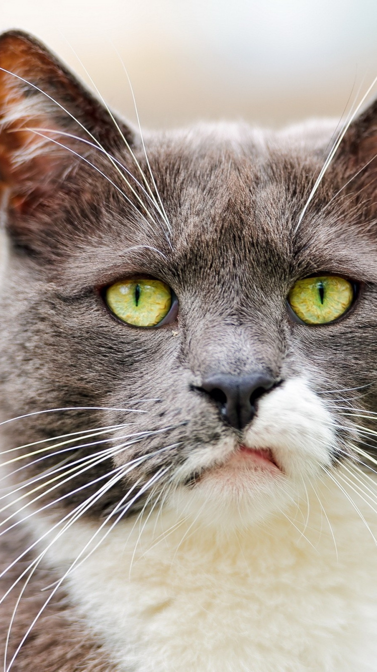 Black and White Cat in Close up Photography. Wallpaper in 750x1334 Resolution