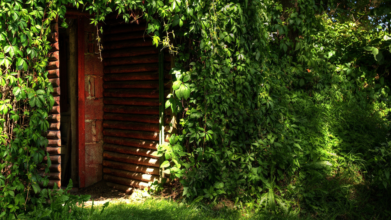Green Leaf Plant Near Brown Wooden Door. Wallpaper in 1366x768 Resolution
