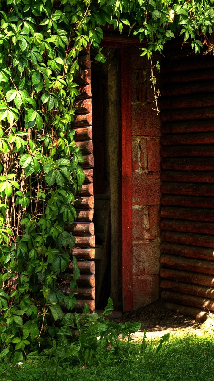 Planta de Hoja Verde Cerca de la Puerta de Madera Marrón. Wallpaper in 720x1280 Resolution