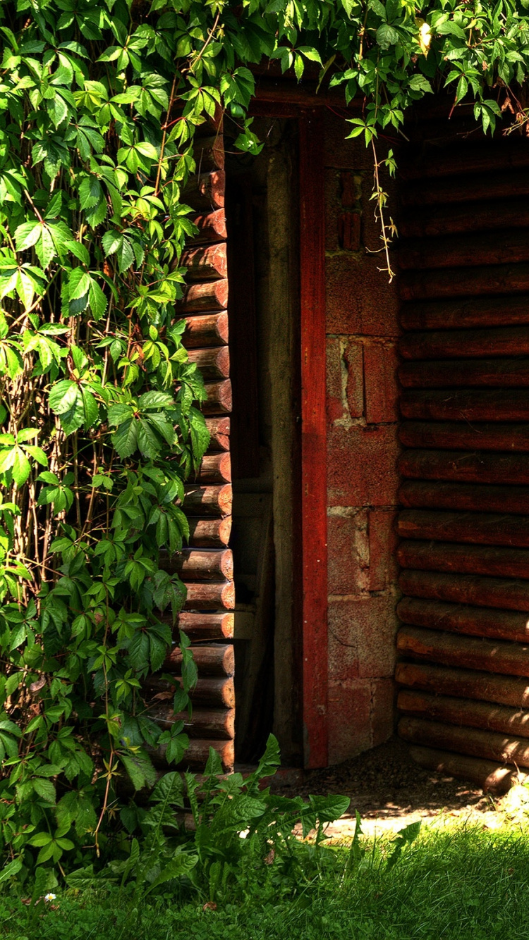Planta de Hoja Verde Cerca de la Puerta de Madera Marrón. Wallpaper in 750x1334 Resolution