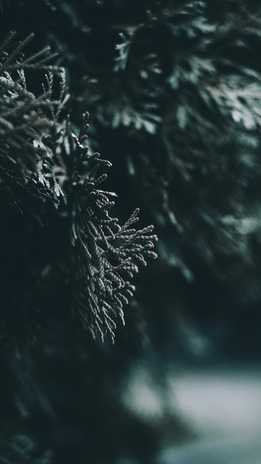 Wasser, Blatt, Natur, Baum, Branch. Wallpaper in 1080x1920 Resolution