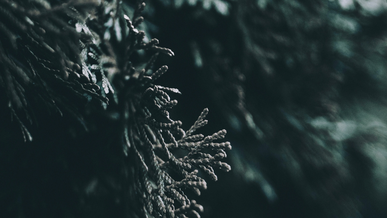 Wasser, Blatt, Natur, Baum, Branch. Wallpaper in 1280x720 Resolution