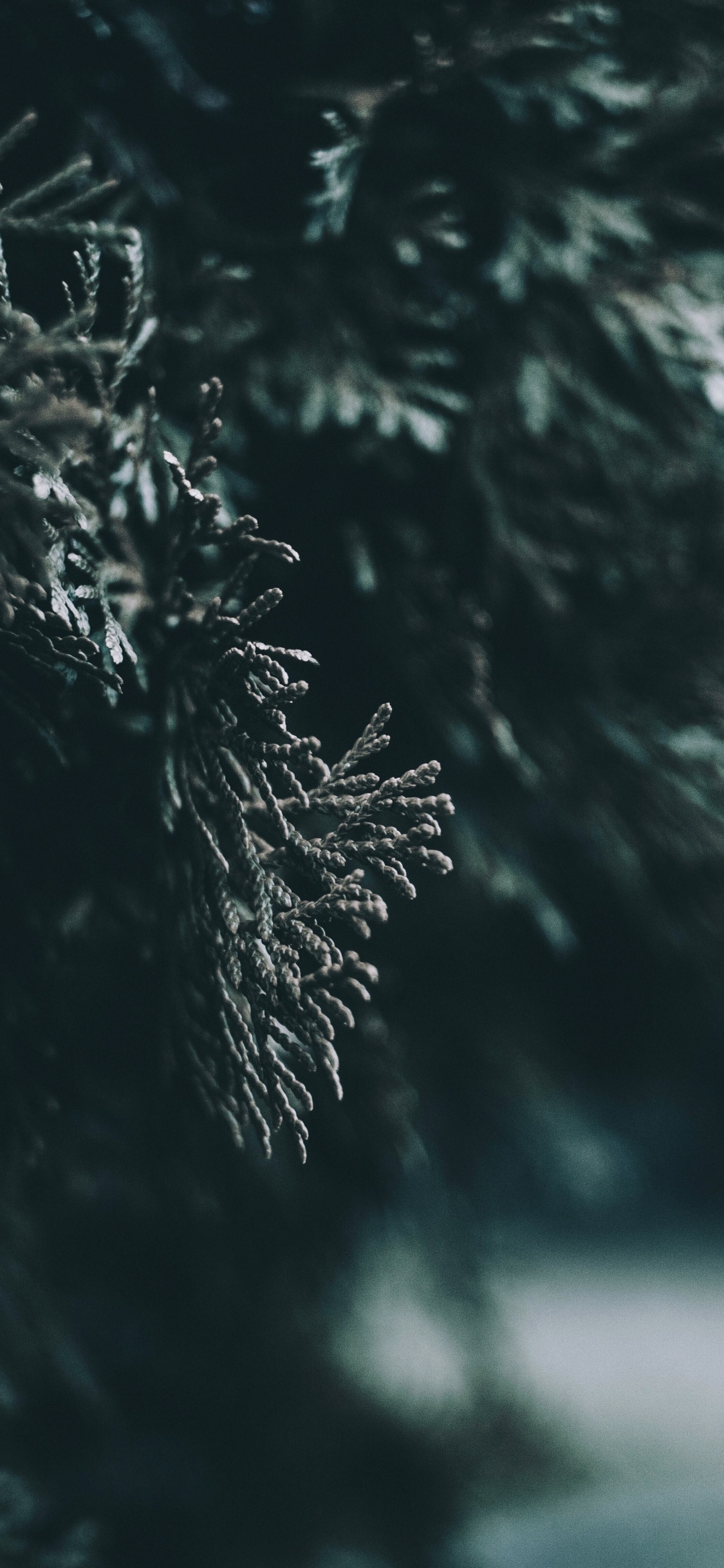 Water, Leaf, Nature, Tree, Darkness. Wallpaper in 1125x2436 Resolution