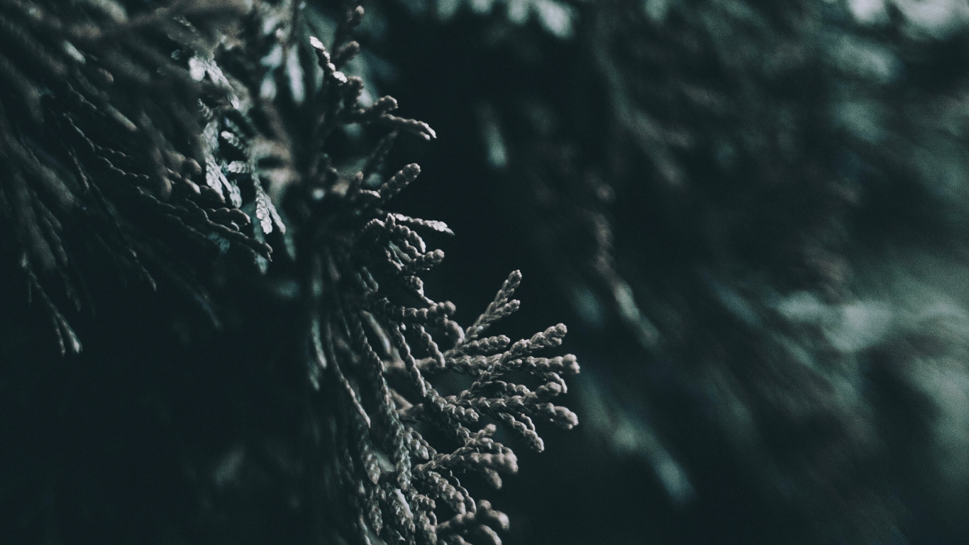 Water, Leaf, Nature, Tree, Darkness. Wallpaper in 1366x768 Resolution