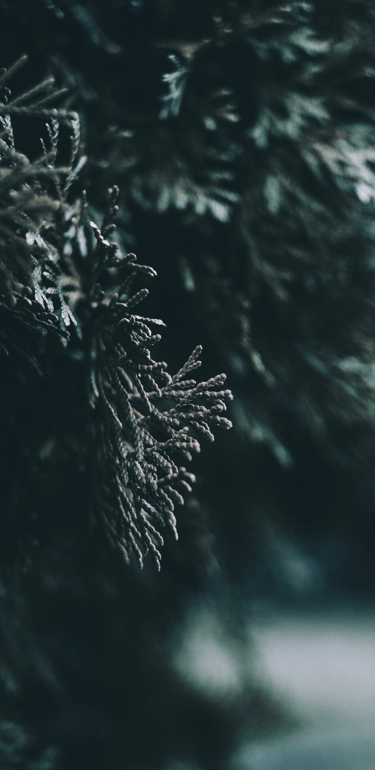 Water, Leaf, Nature, Tree, Darkness. Wallpaper in 1440x2960 Resolution