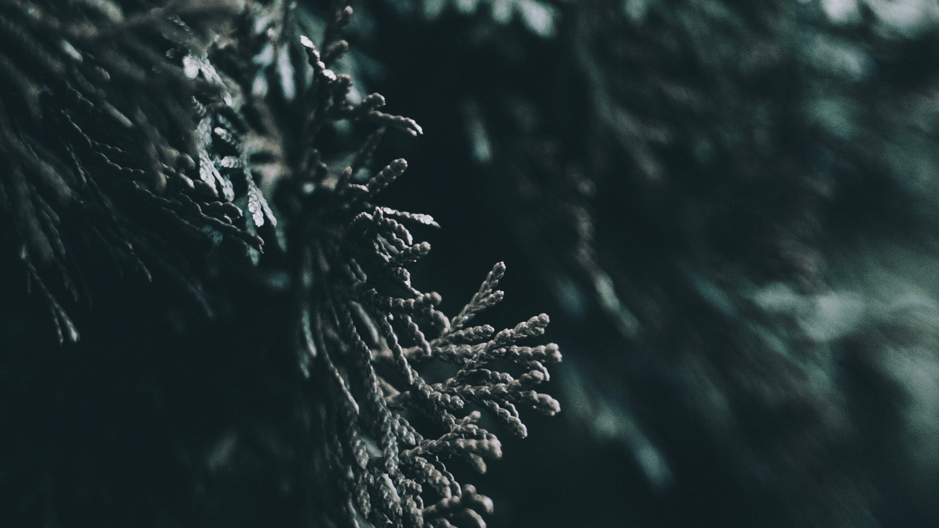 Water, Leaf, Nature, Tree, Darkness. Wallpaper in 1920x1080 Resolution