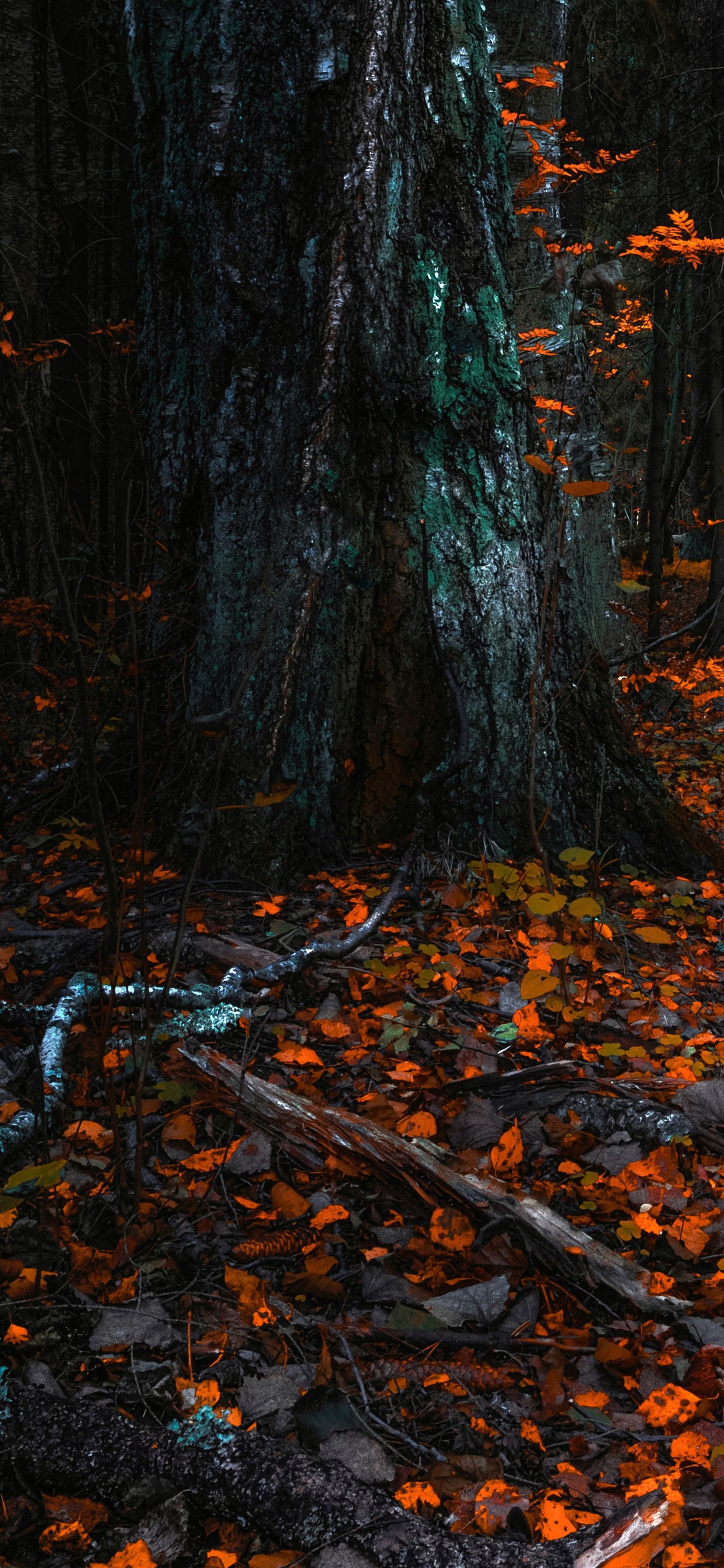 Natur, Laub, Nördlichen Hartholz-Wald, Baum, Blatt. Wallpaper in 1242x2688 Resolution
