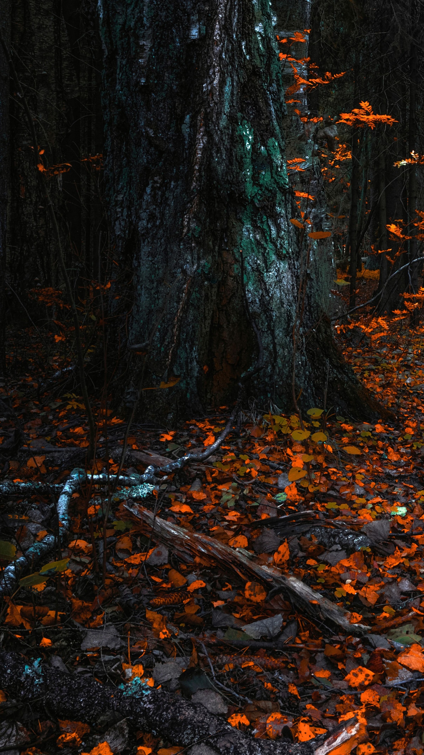 Natur, Laub, Nördlichen Hartholz-Wald, Baum, Blatt. Wallpaper in 1440x2560 Resolution