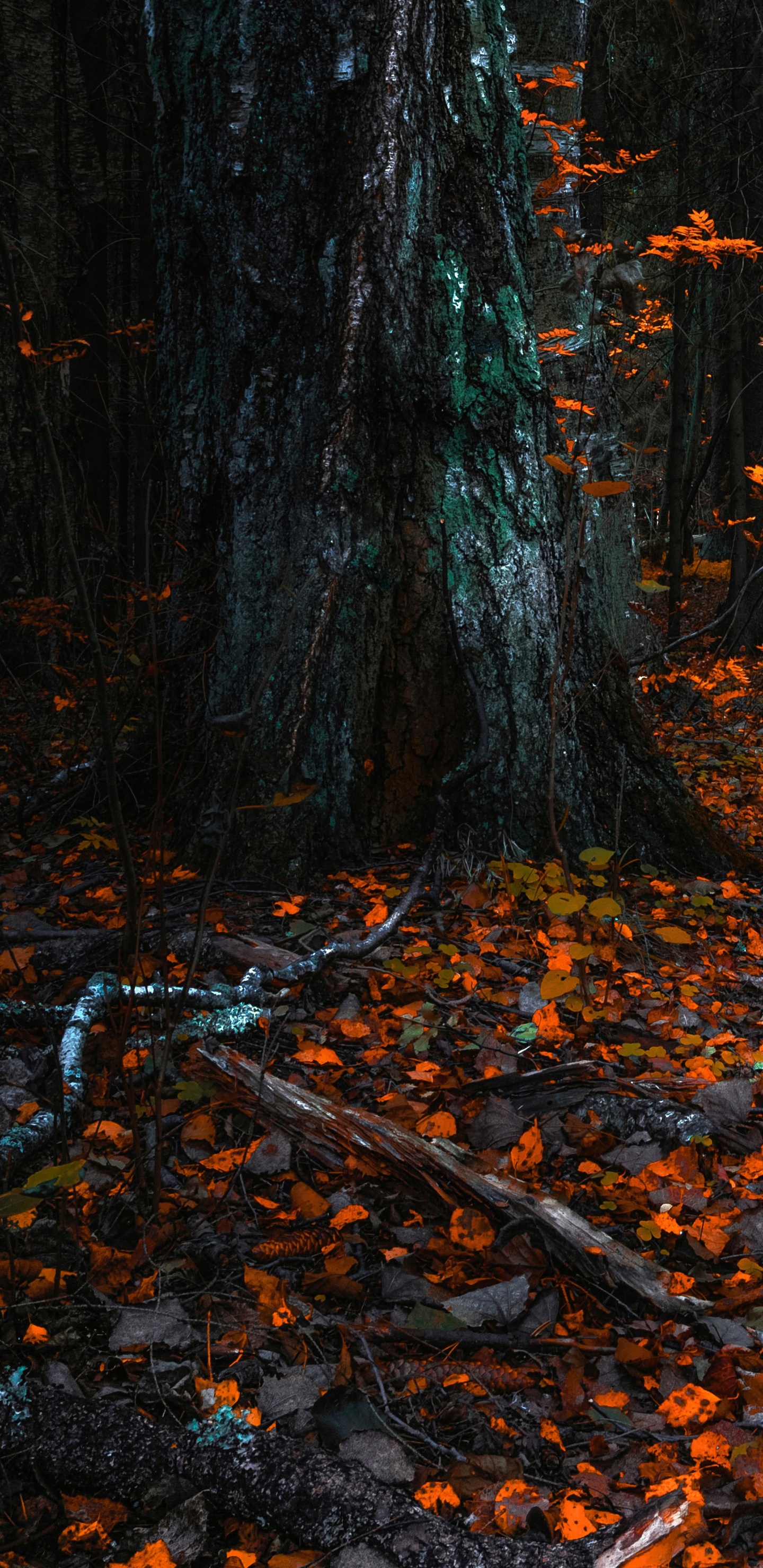 Natur, Laub, Nördlichen Hartholz-Wald, Baum, Blatt. Wallpaper in 1440x2960 Resolution
