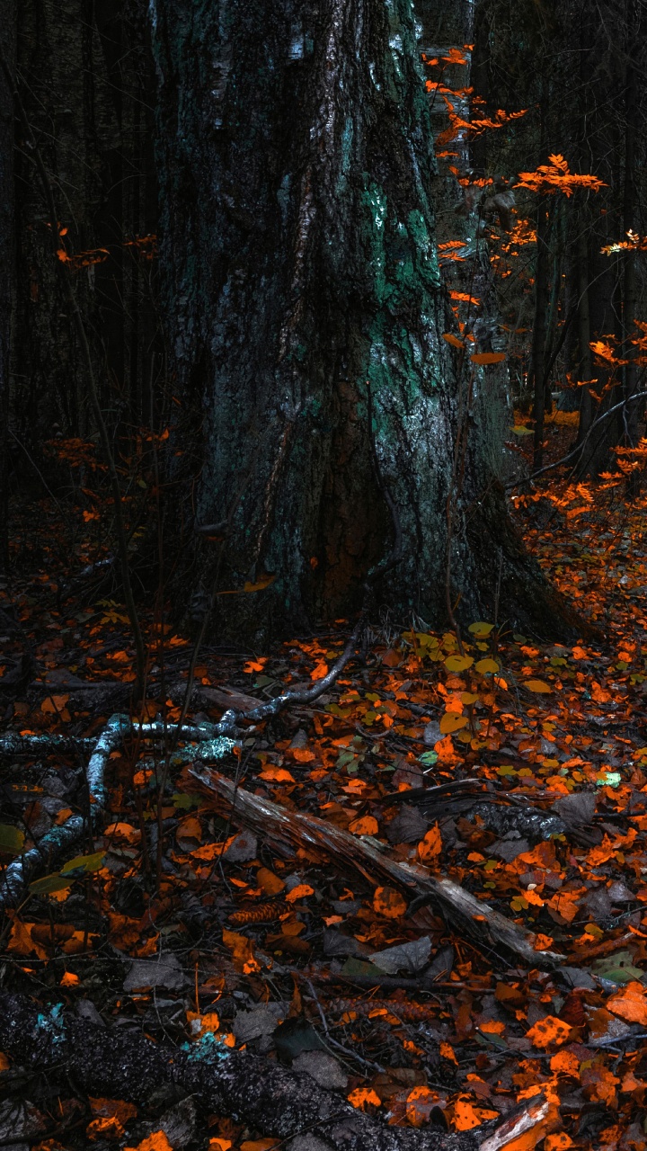 Natur, Laub, Nördlichen Hartholz-Wald, Baum, Blatt. Wallpaper in 720x1280 Resolution