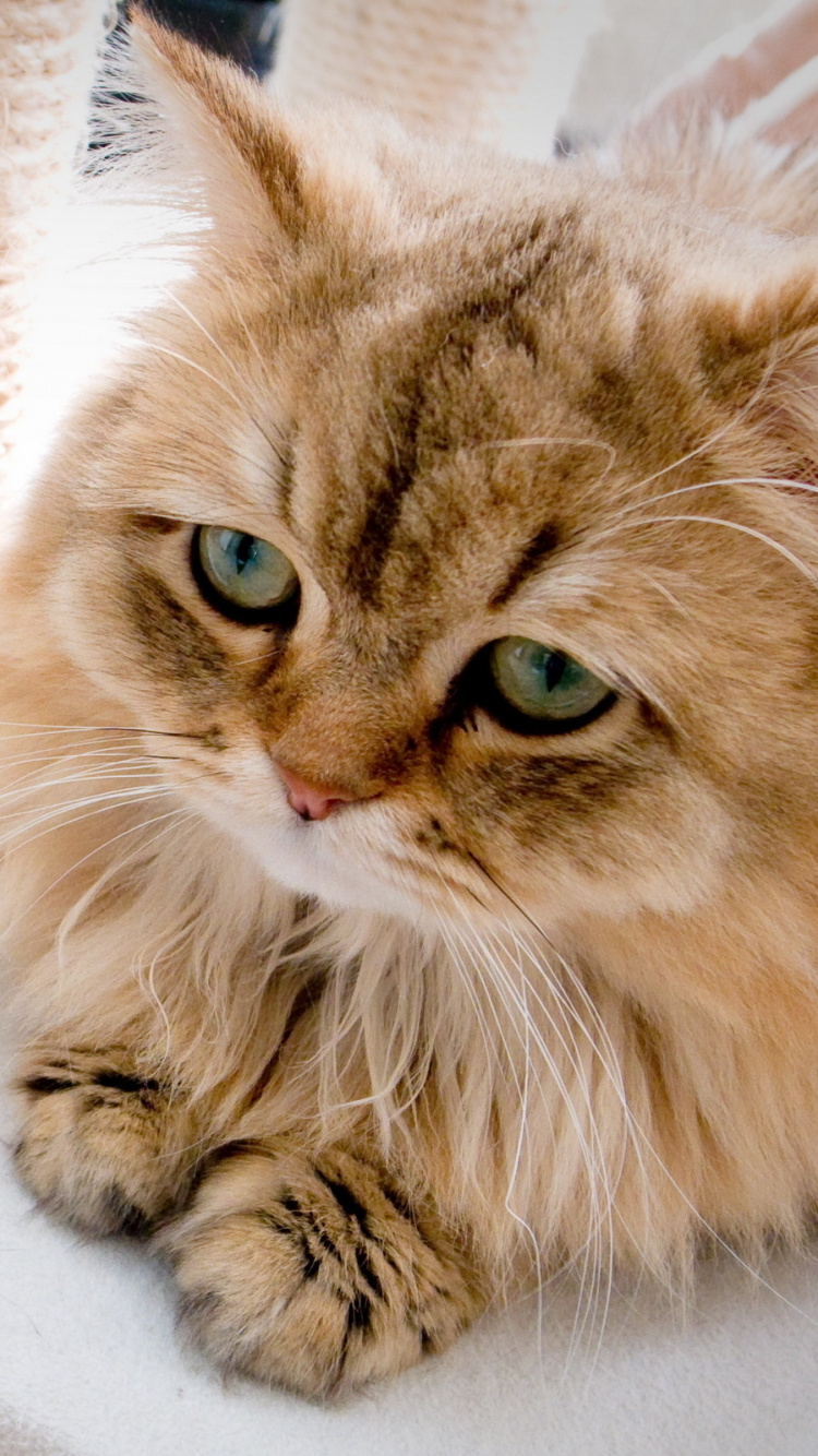 Brown and White Long Fur Cat. Wallpaper in 750x1334 Resolution