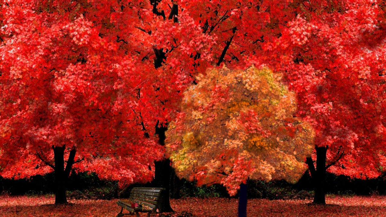 Banc en Métal Noir Sous un Arbre à Feuilles Rouges. Wallpaper in 1280x720 Resolution