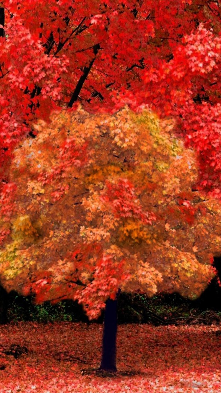 Banc en Métal Noir Sous un Arbre à Feuilles Rouges. Wallpaper in 720x1280 Resolution