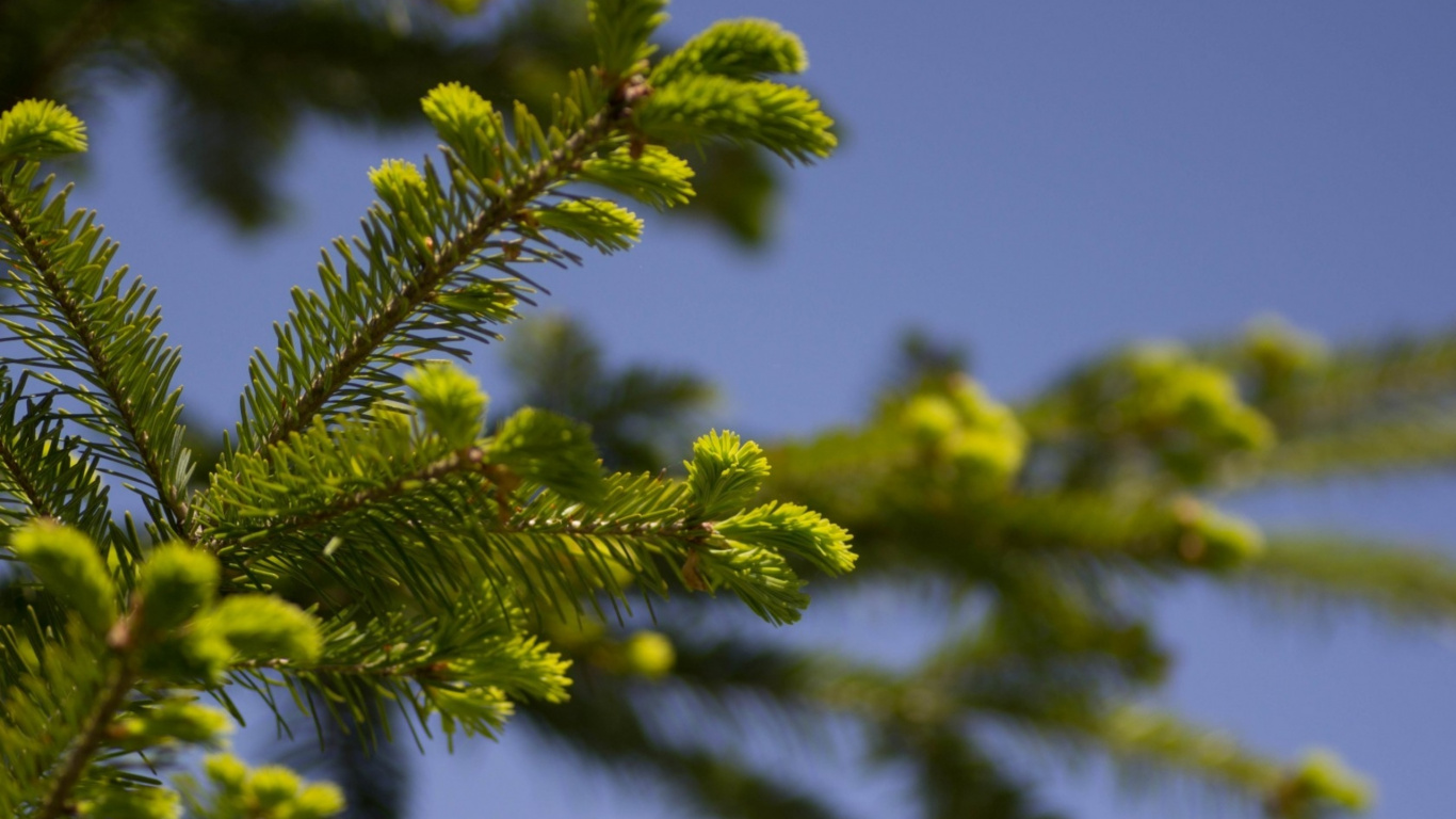 Green Leaf Tree During Daytime. Wallpaper in 1366x768 Resolution