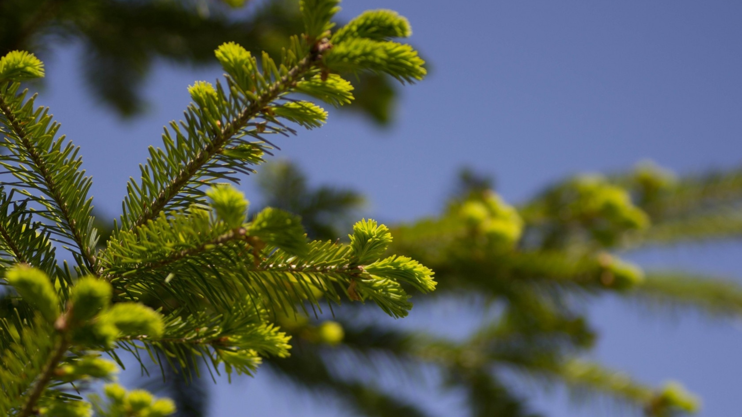 Green Leaf Tree During Daytime. Wallpaper in 2560x1440 Resolution