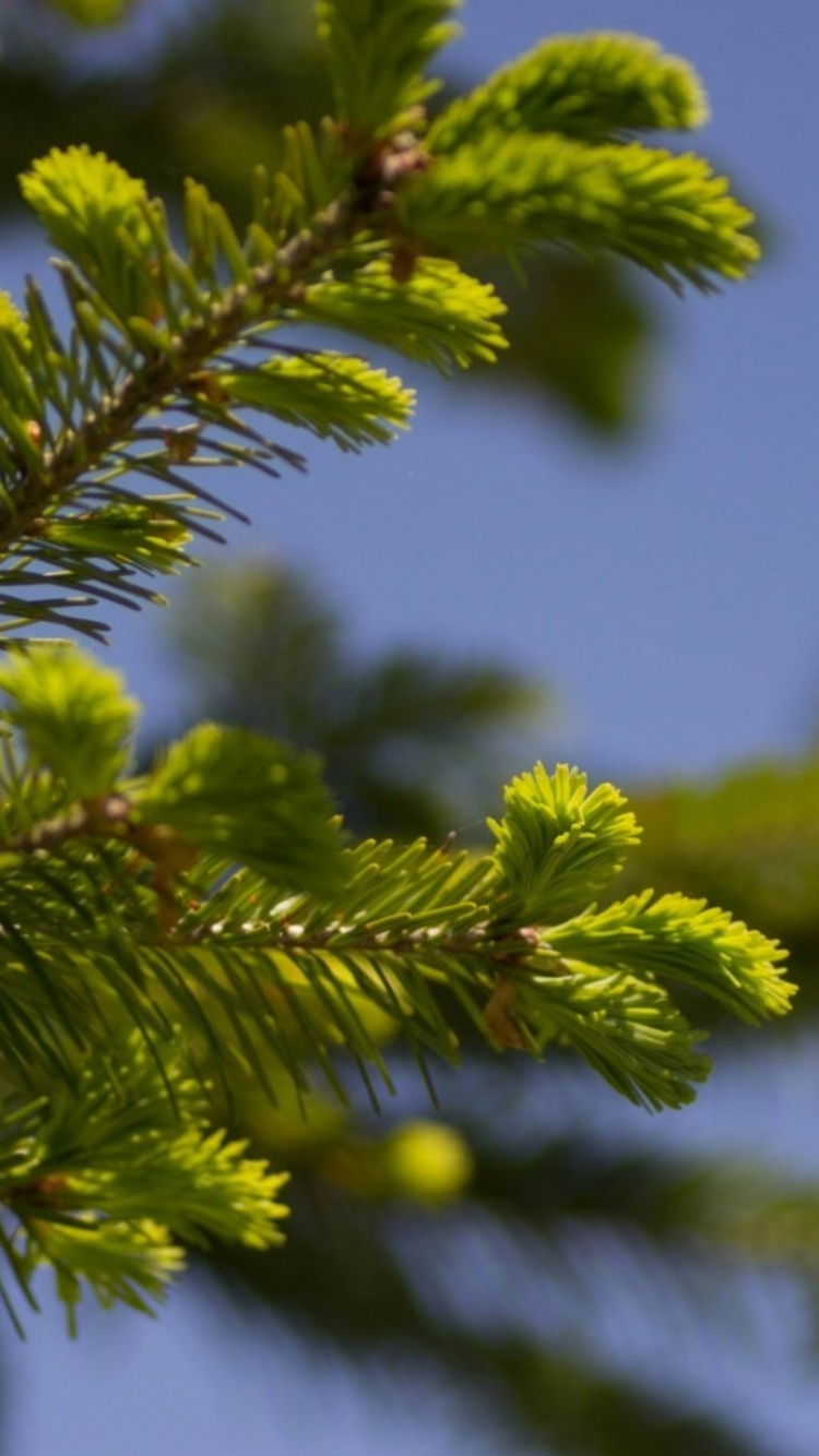 Green Leaf Tree During Daytime. Wallpaper in 750x1334 Resolution