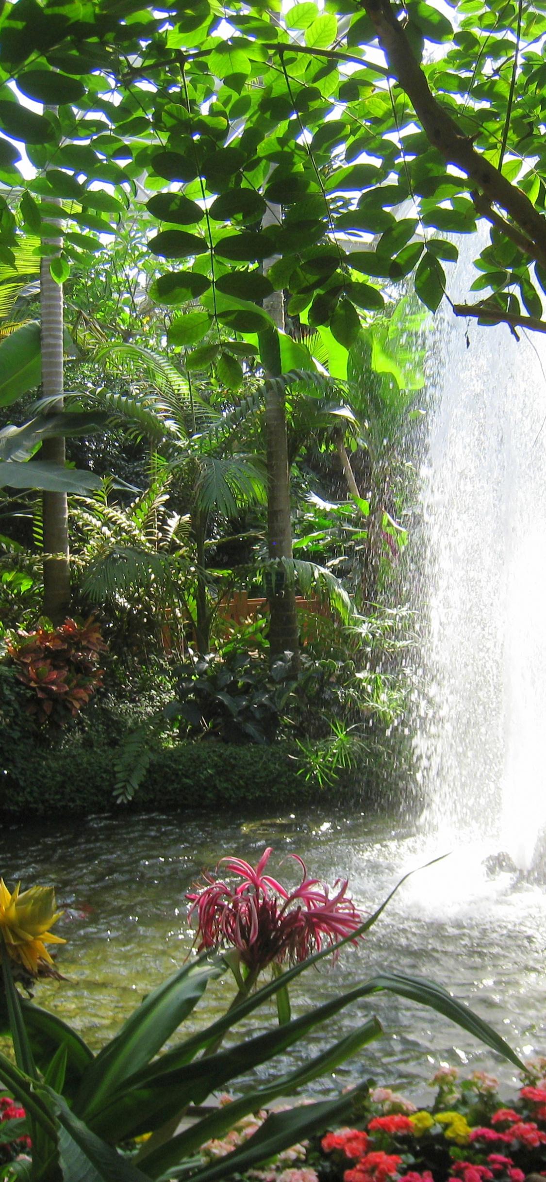 Fontaine D'eau au Milieu de la Forêt. Wallpaper in 1125x2436 Resolution