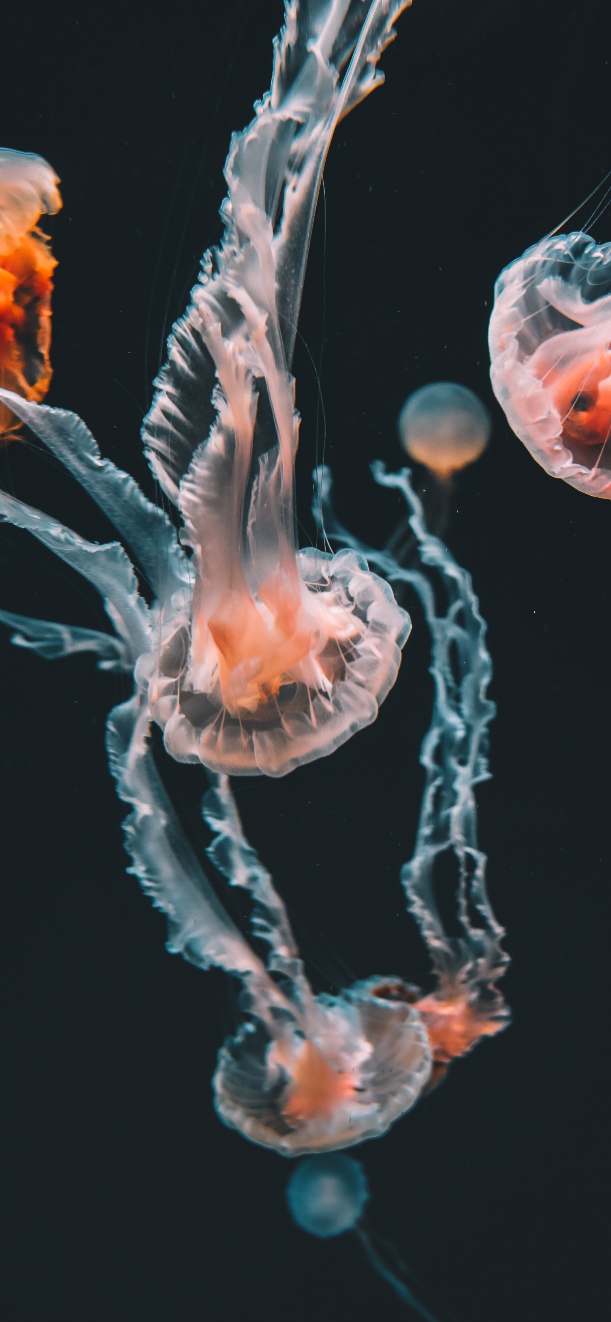Blue and White Jellyfish in Water. Wallpaper in 1242x2688 Resolution