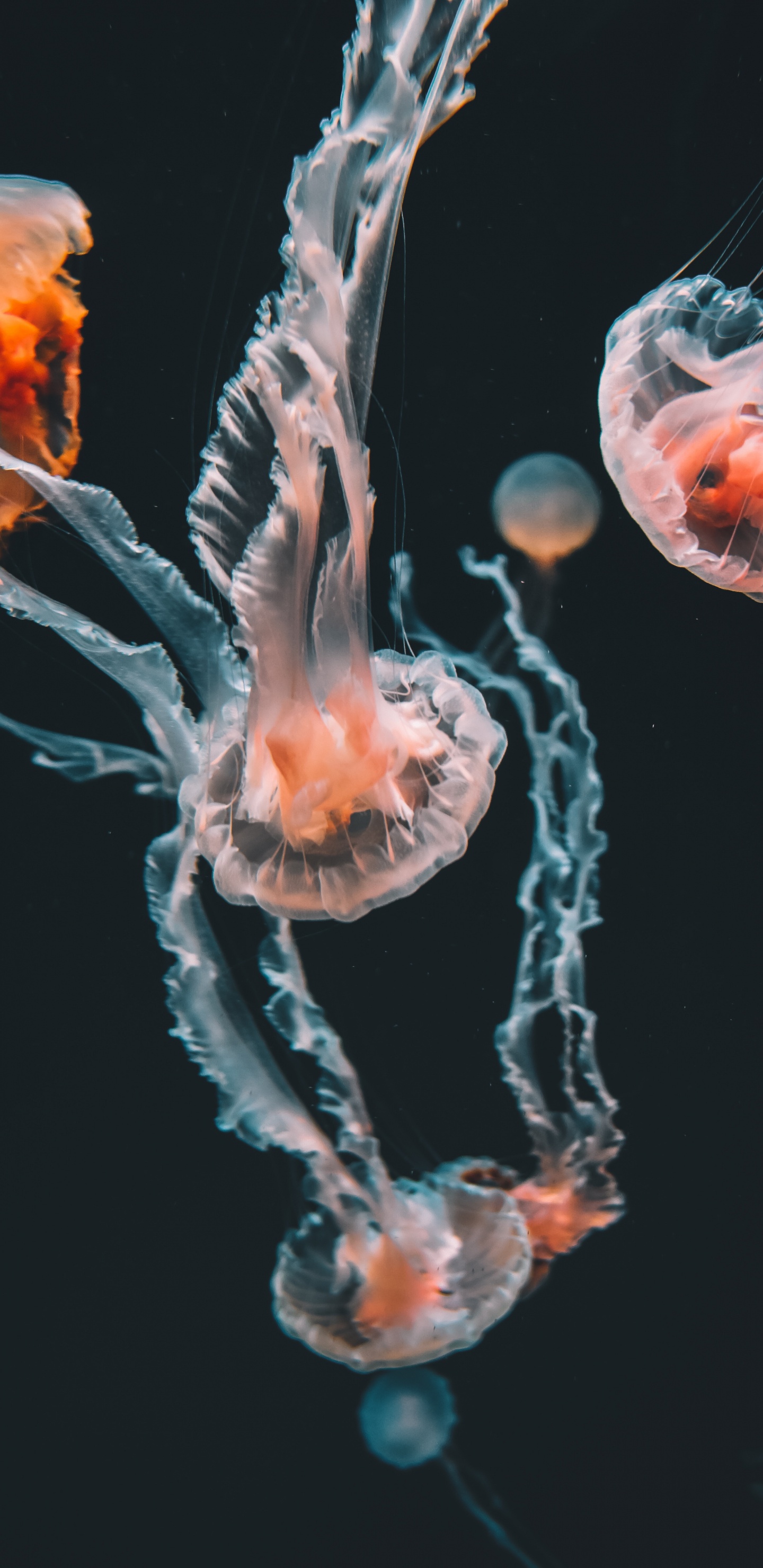 Blue and White Jellyfish in Water. Wallpaper in 1440x2960 Resolution