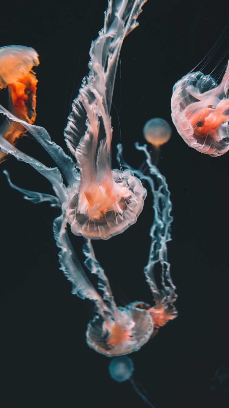 Blue and White Jellyfish in Water. Wallpaper in 750x1334 Resolution