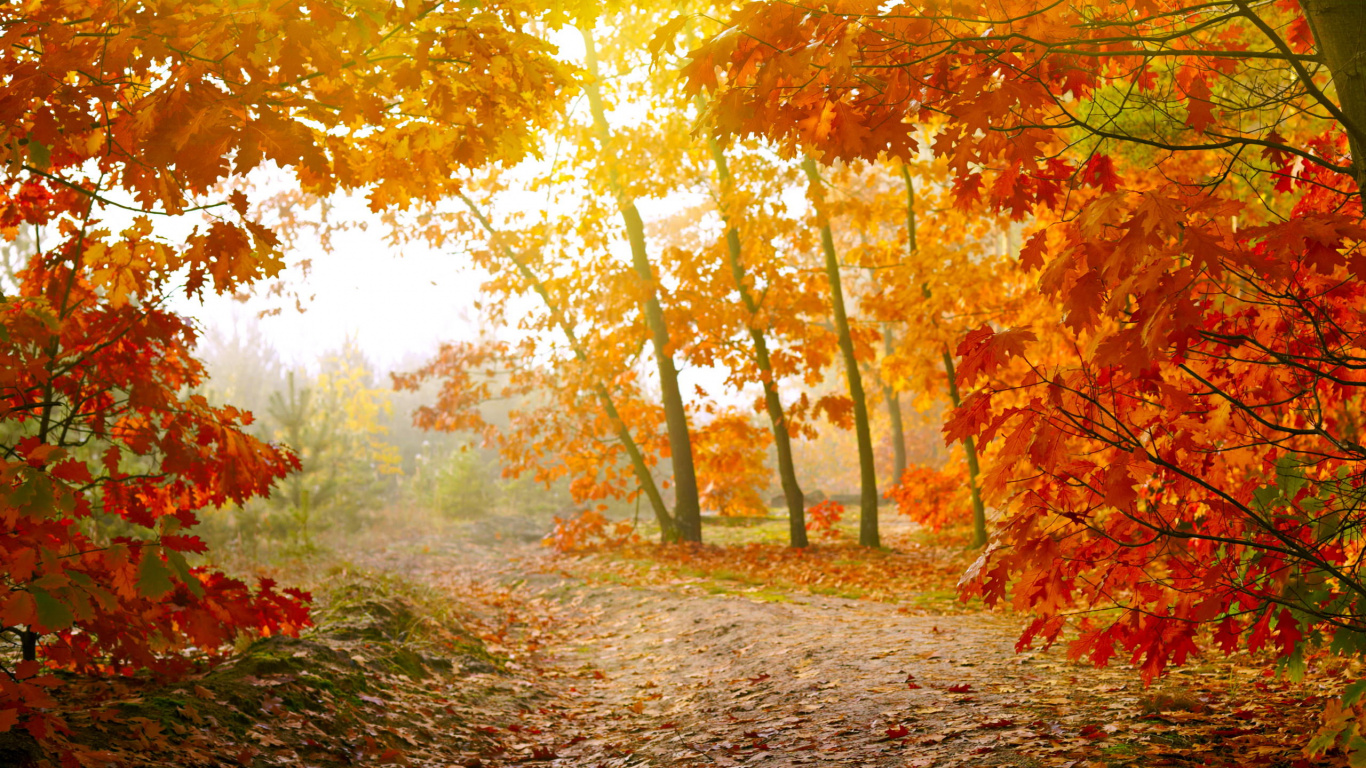 Brown and Green Trees During Daytime. Wallpaper in 1366x768 Resolution