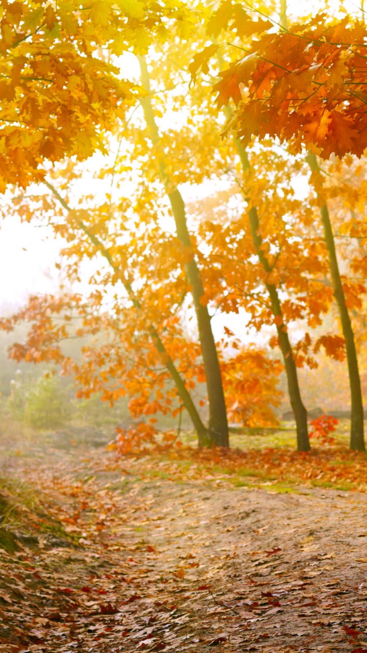 Brown and Green Trees During Daytime. Wallpaper in 720x1280 Resolution