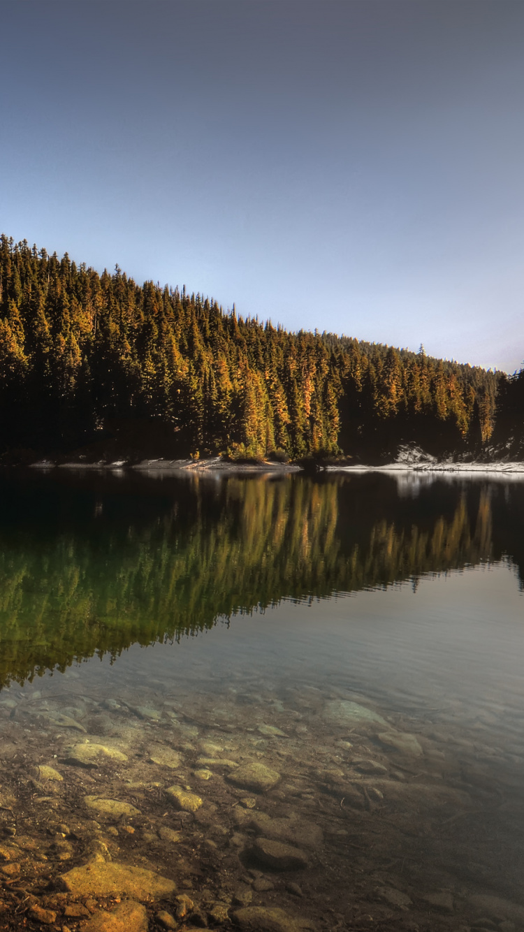 Arbres Verts à Côté D'un Plan D'eau Pendant la Journée. Wallpaper in 750x1334 Resolution