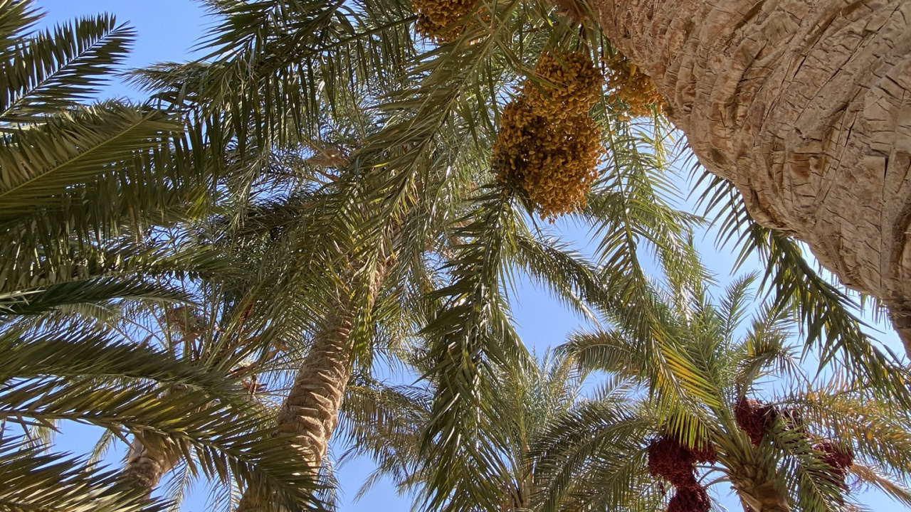 Date Palm, Plants, Coconut, Babassu, Branch. Wallpaper in 1280x720 Resolution