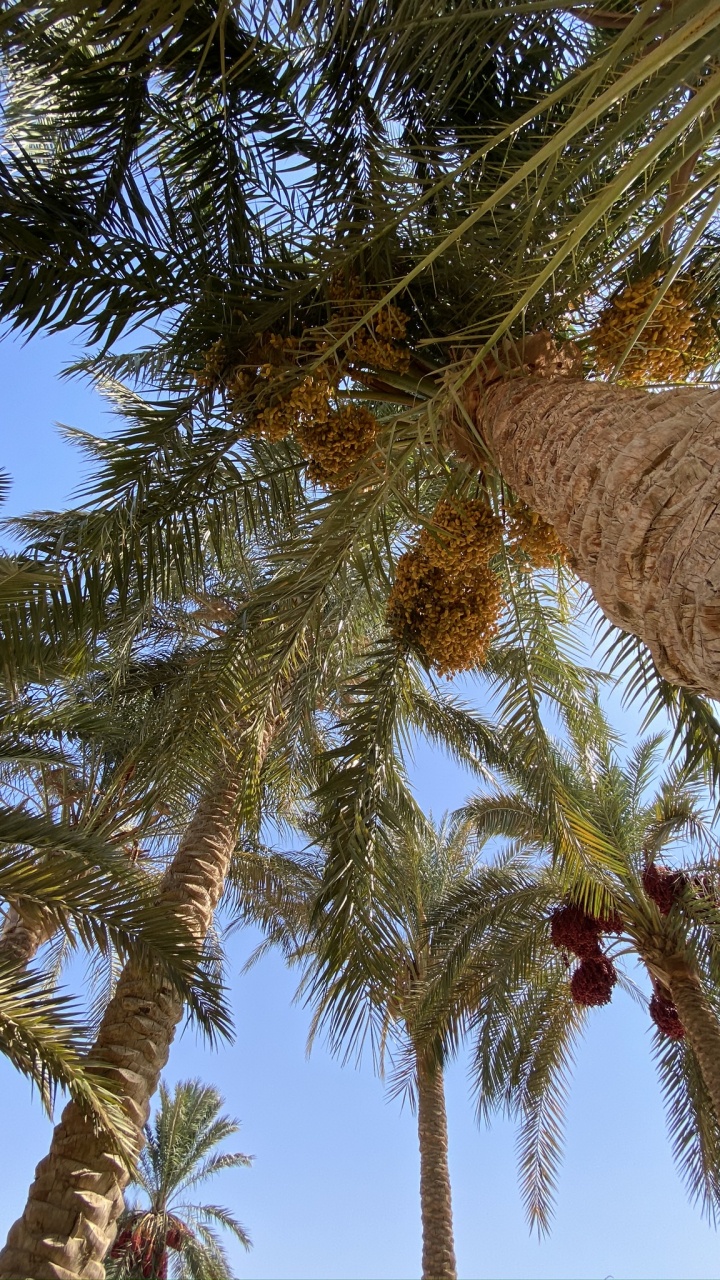 Date Palm, Plants, Coconut, Babassu, Branch. Wallpaper in 720x1280 Resolution