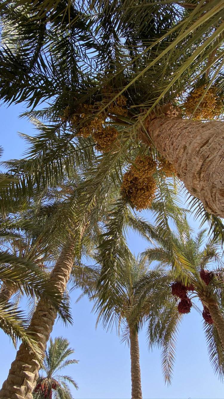 Date Palm, Plants, Coconut, Babassu, Branch. Wallpaper in 750x1334 Resolution