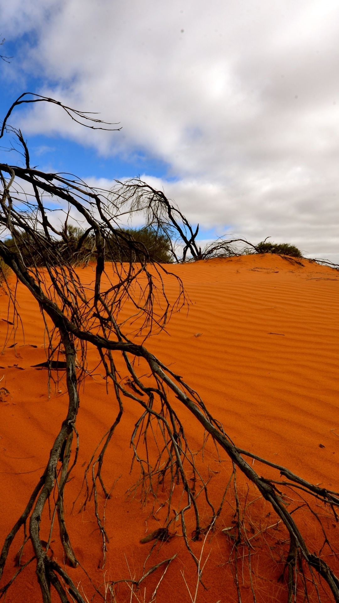 Leafless Tree on Brown Sand Under Cloudy Sky During Daytime. Wallpaper in 1080x1920 Resolution