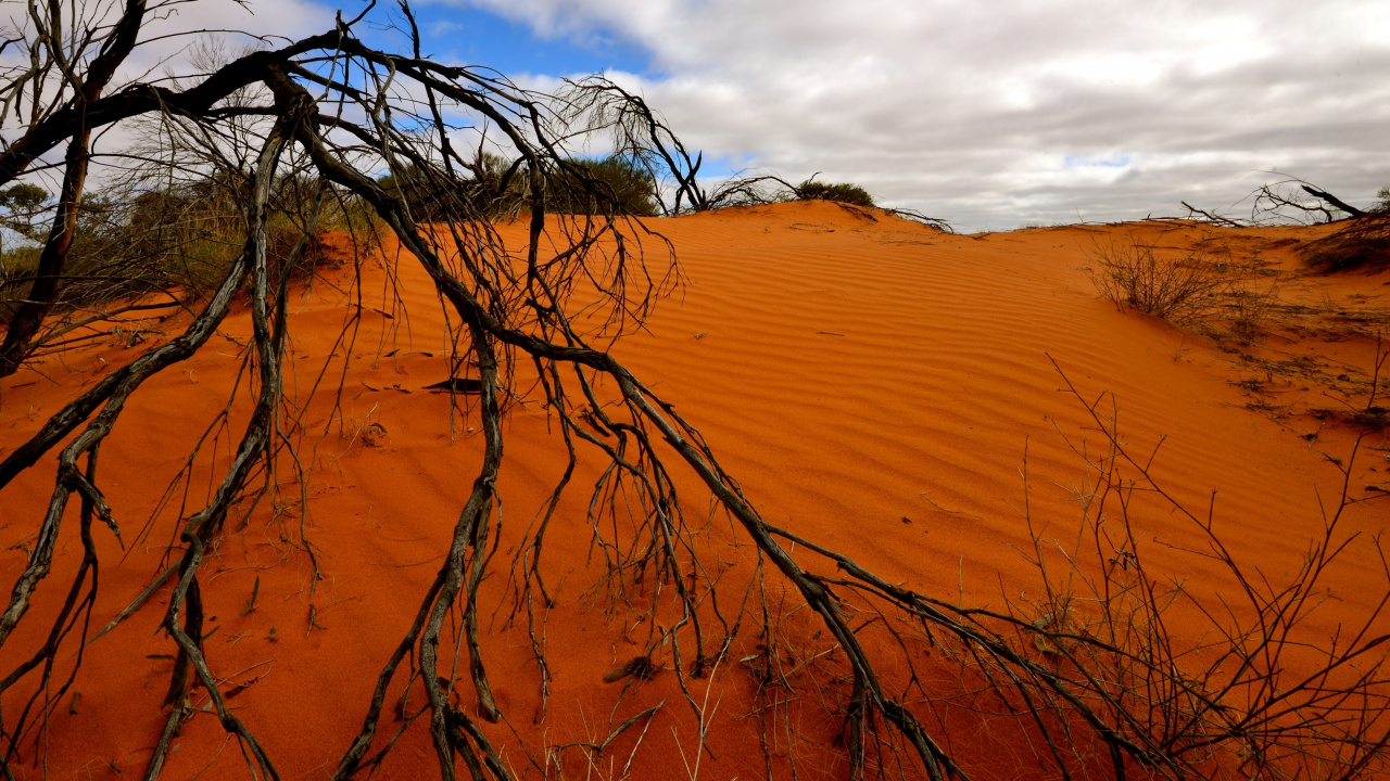 Leafless Tree on Brown Sand Under Cloudy Sky During Daytime. Wallpaper in 1280x720 Resolution