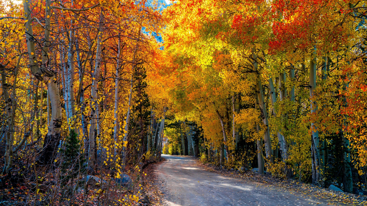 Arbres Bruns et Verts au Bord de la Route. Wallpaper in 1280x720 Resolution