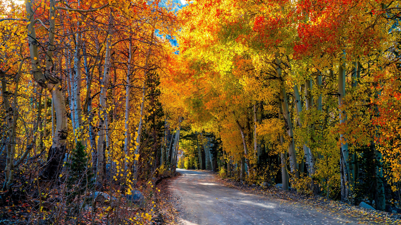 Arbres Bruns et Verts au Bord de la Route. Wallpaper in 1366x768 Resolution