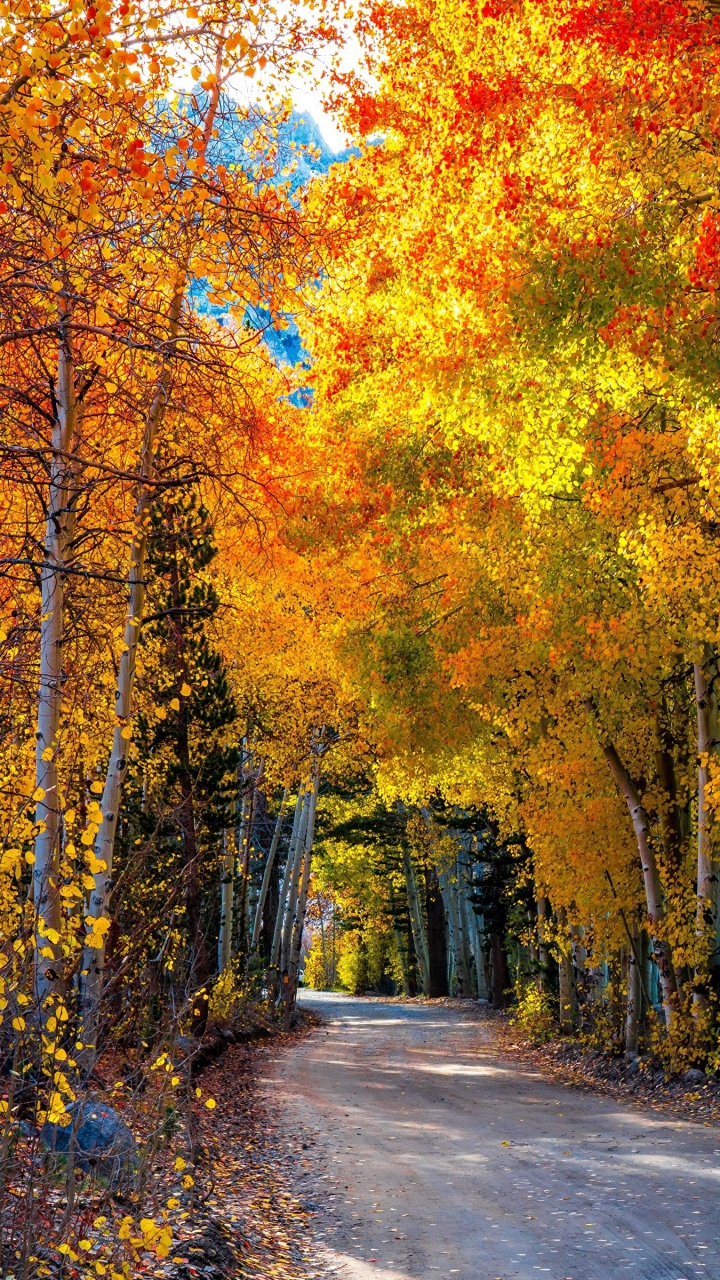 Arbres Bruns et Verts au Bord de la Route. Wallpaper in 720x1280 Resolution