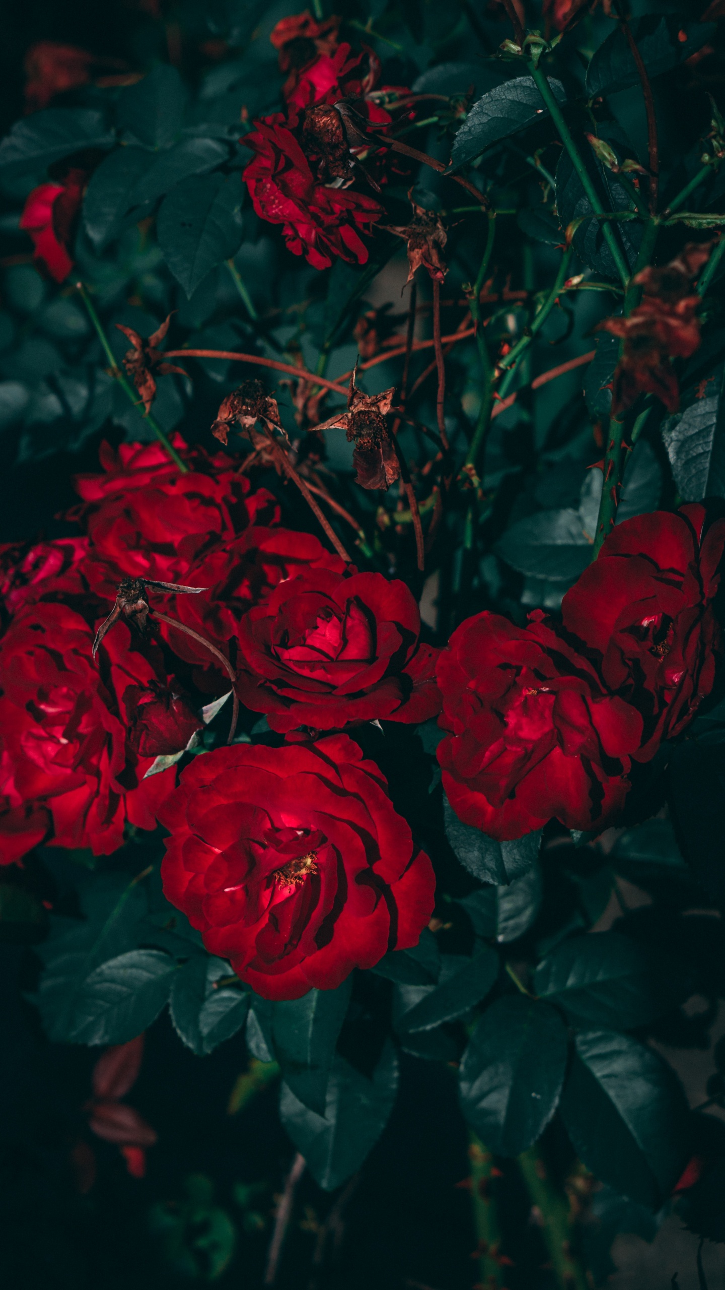 Rosas Rojas en Fotografía de Cerca. Wallpaper in 1440x2560 Resolution