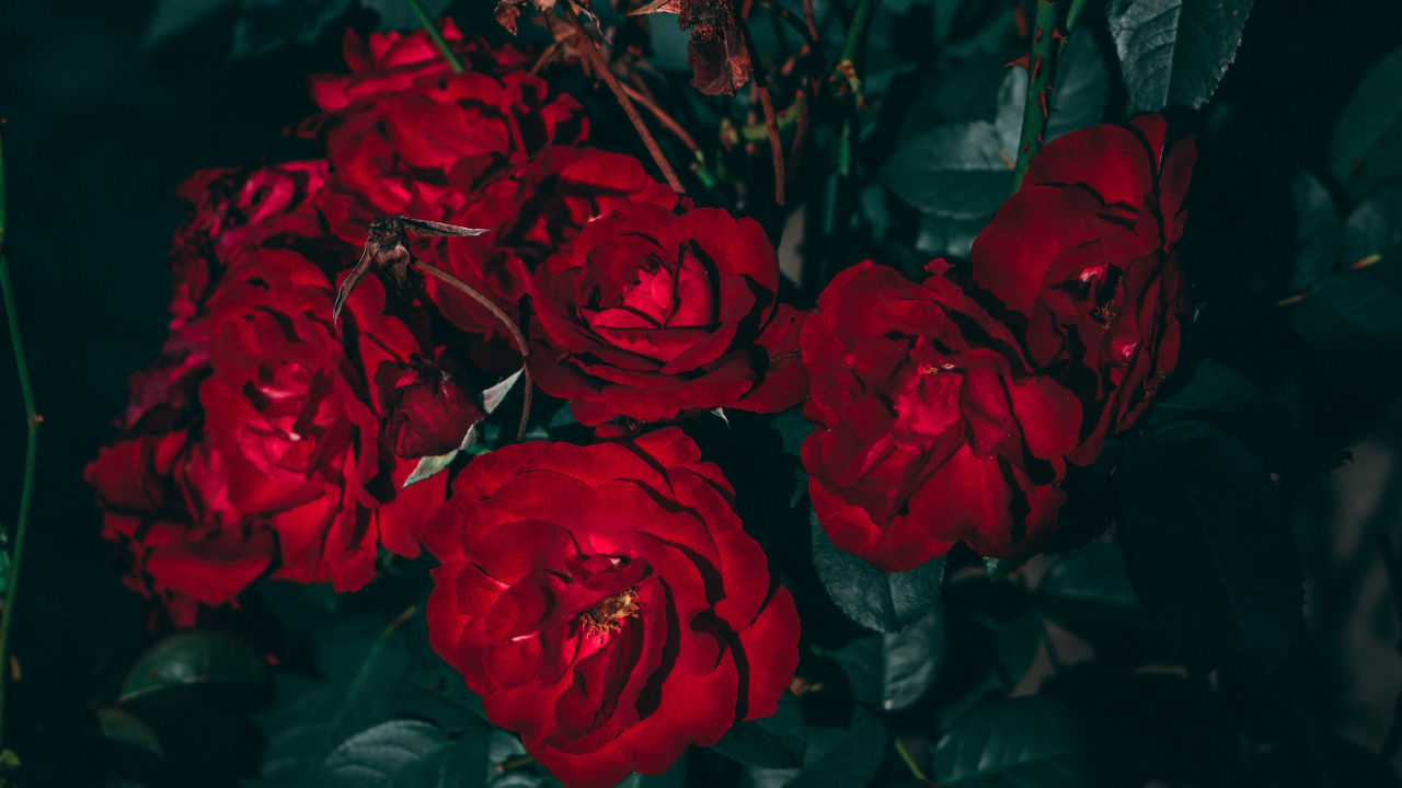 美学, 玫瑰花园, 红色的, 玫瑰家庭, 多花 壁纸 1280x720 允许