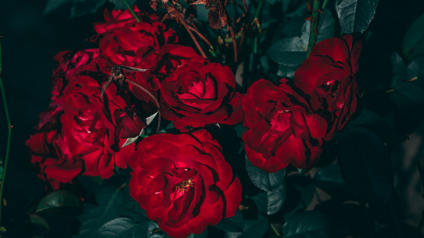 美学, 玫瑰花园, 红色的, 玫瑰家庭, 多花 壁纸 1366x768 允许