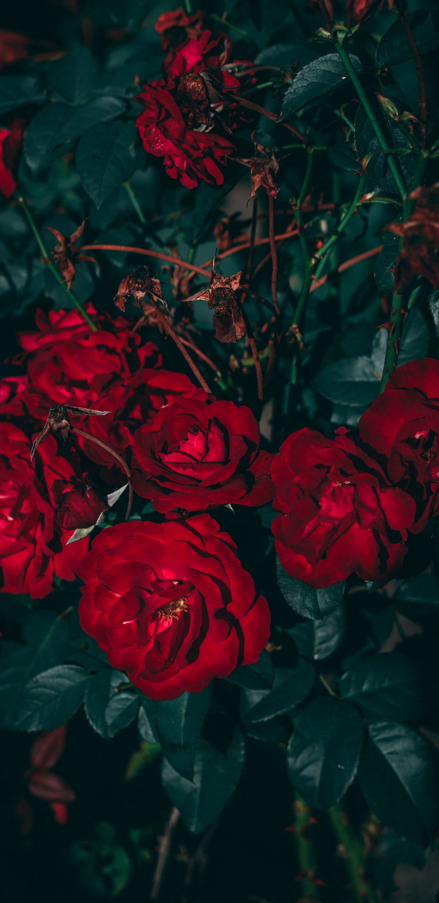 美学, 玫瑰花园, 红色的, 玫瑰家庭, 多花 壁纸 1440x2960 允许